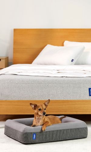 Dog lying on a gray pet bed in front of a wooden headboard with white pillows.