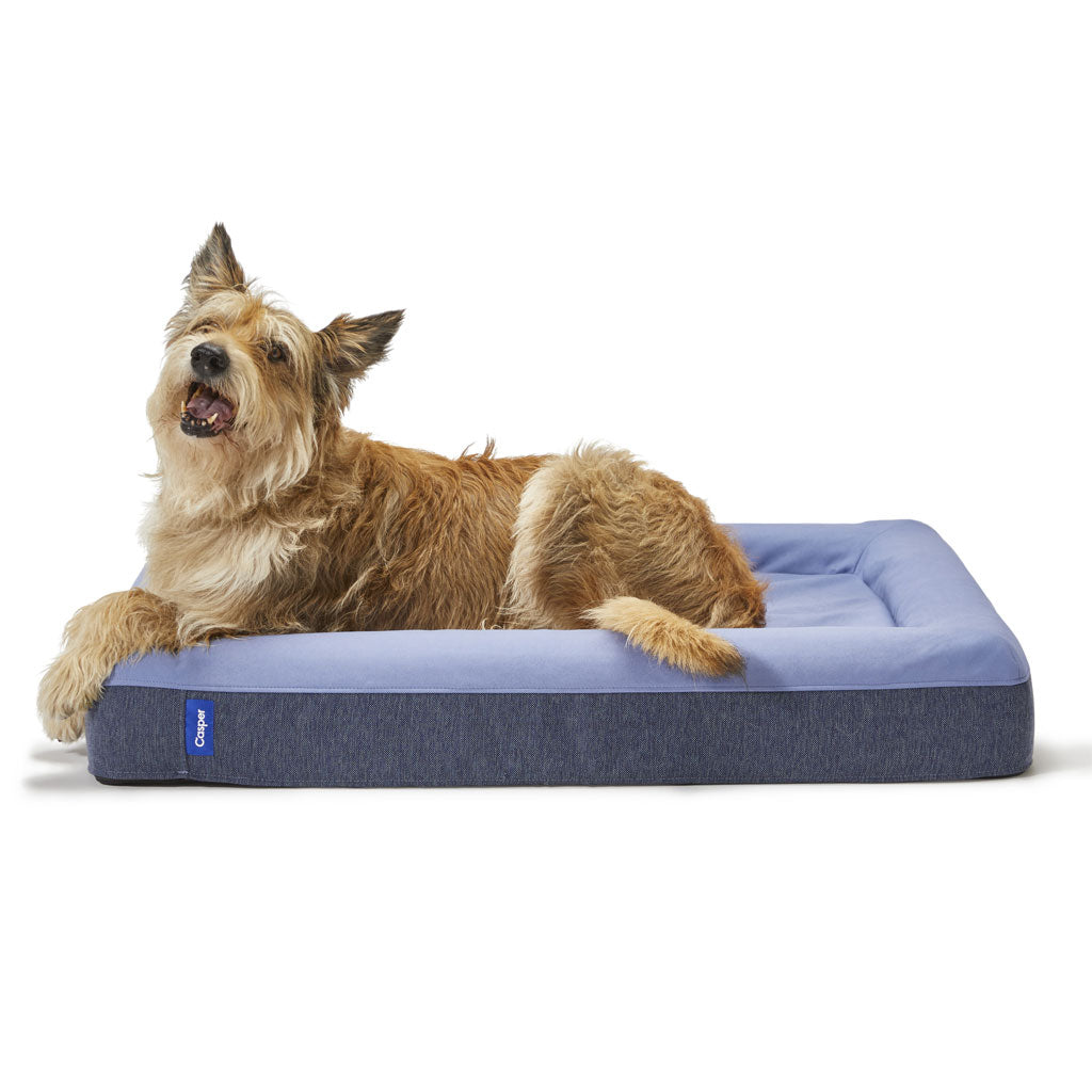Dog lying on a blue pet bed with a white background