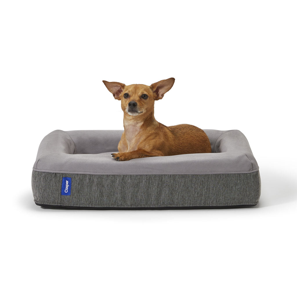 Dog lying on a gray pet bed with a white background